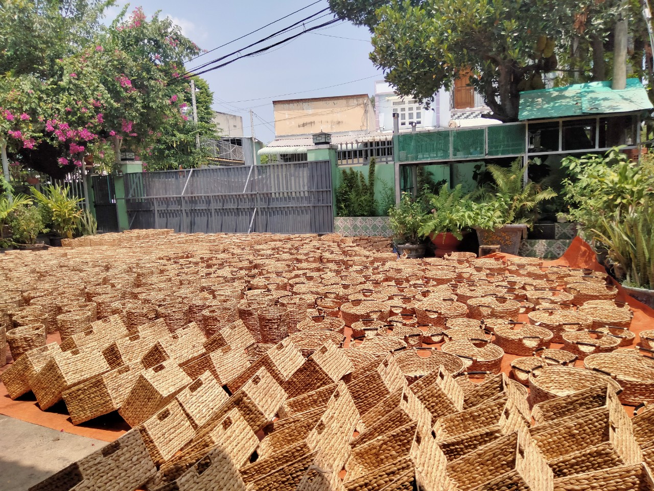 Completed Water Hyacinth Storage Baskets are dried.