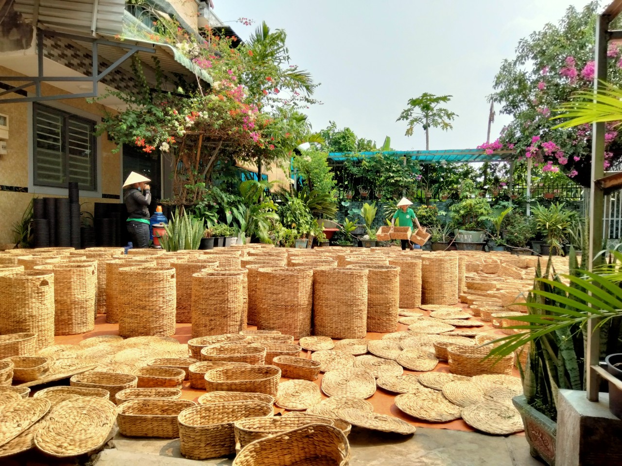 Completed Water Hyacinth Storage Baskets are dried.